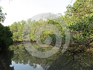 Mangrove Forest in Denpasar Bali