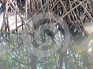 Mangrove Forest in Denpasar Bali