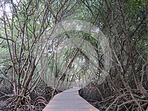 Mangrove Forest in Denpasar Bali