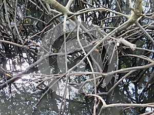 Mangrove Forest in Denpasar Bali