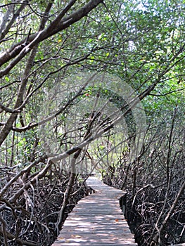 Mangrove Forest in Denpasar Bali