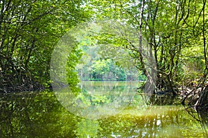 Mangrove forest in the district Can Gio - Vietnam