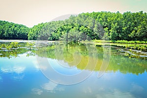 Mangrove forest in the district Can Gio - Vietnam