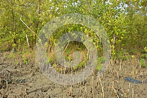 Mangrove forest erosion and exposed root system in intertidal estuary environment