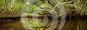 Mangrove Forest in Florida Everglades