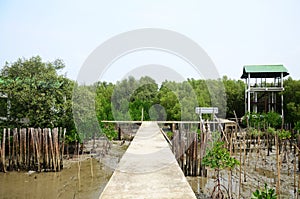 Mangrove forest or Intertidal forest at Bangkhunthein in Bangkok Thailand.