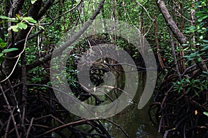 Mangrove forest in Jozani Chwaka bay National Park, Zanzibar