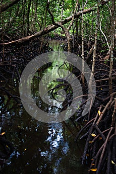 Mangrove forest in Jozani Chwaka bay National Park, Zanzibar