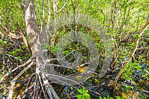 Mangrove forest at Jozani Chwaka Bay National Park, Zanzibar, Tanzania