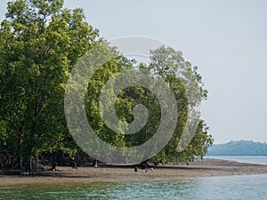 Mangrove forest at Kadan Kyun, Myanmar photo