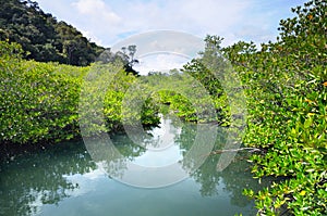 Mangrove forest at the Koh Chang island, Thailand.