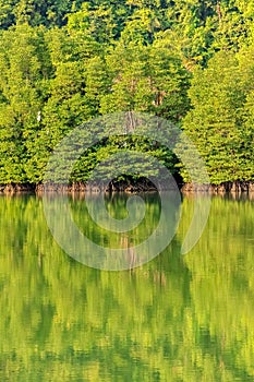 Mangrove Forest in Koh Chang island, Thailand