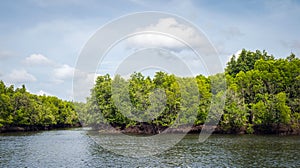 Mangrove forest of Koh Lanta, Thailand