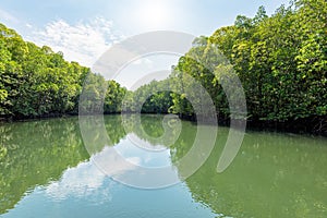 Mangrove forest at Koh Tarutao, Thailand