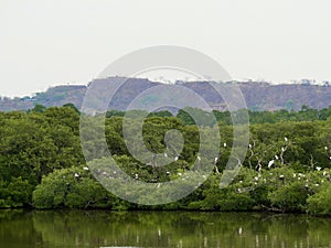 Mangrove forest and lake with white egrets perched on the trees