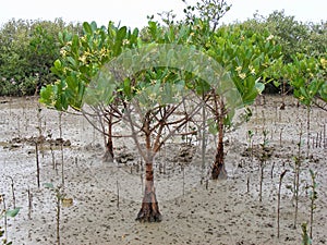 Mangrove Forest