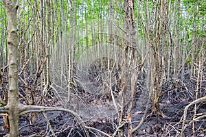 Mangrove forest located at Prasae, Rayong, Thailand