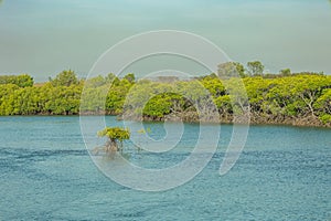 A mangrove forest and a lone mangrove tree in an intertidal wetland zone
