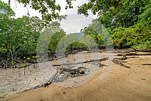 Mangrove forest in Mai Ngam beach in Surin island national park, Thailand