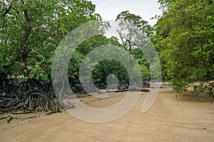 Mangrove forest in Mai Ngam beach in Surin island national park, Thailand