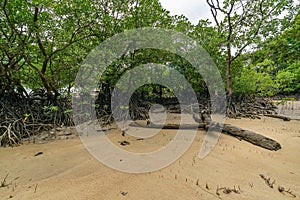 Mangrove forest in Mai Ngam beach in Surin island national park, Thailand