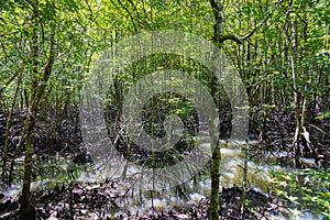 The mangrove forest on the Malaysian island Langkawi. Dense impenetrable vegetation in Kilim Geoforest Park at Malaysia. The green