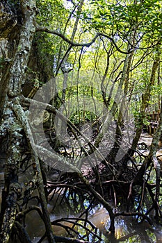 The mangrove forest on the Malaysian island Langkawi. Dense impenetrable vegetation in Kilim Geoforest Park at Malaysia. The green