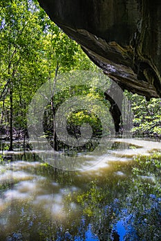 The mangrove forest on the Malaysian island Langkawi. Dense vegetation in the Kilim Geoforest Park at Malaysia. The green leaves