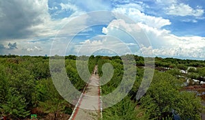 Mangrove forest Medokan Ayu Surabaya