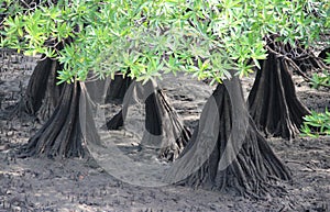 Mangrove Forest Mud Flats Roots