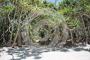 Mangrove Forest on Mystery Island