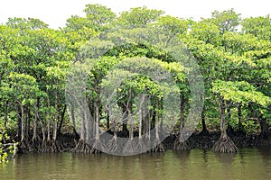 Mangrove Forest of Nakama River