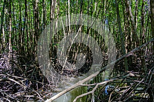 Mangrove forest Nature and Forest Klaeng in Rayong, Thailand