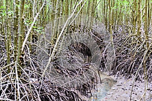 Mangrove forest at Nature Preserve and ForestKlaeng at Prasae,