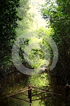 mangrove forest on the north coast of Java, tegal city