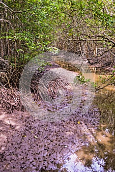 Mangrove forest in Rayong Thailand Nature Preserve in Klaeng