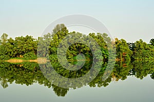 Mangrove Forest Reflection photo