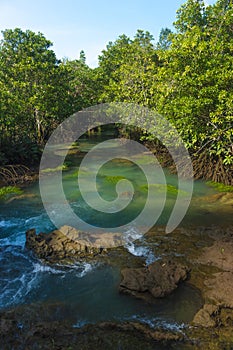 Mangrove forest and a river landscape at Thapom, Klong Song Nam, Krabi, Thailand