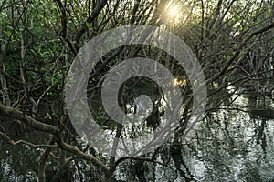 Mangrove forest with the roots, green leaves, water reflection and sun light