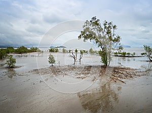 Mangrove forest when the sea water recedes