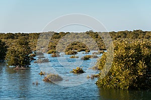 Mangrove forest in the seaside of Jubail island in Abu Dhabi photo