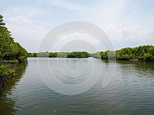 Mangrove Forest in Slow Moving Water