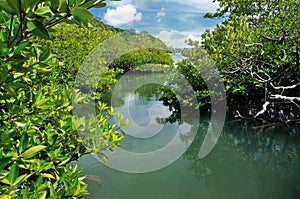 Mangrove forest on southern tip of the Koh Chang island, Thailand.