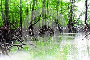 Mangrove Forest and Sun-ray lights photo