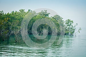 Mangrove forest, Sundarban, West Bengal, India