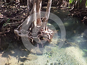 Mangrove Forest