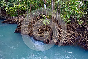 Mangrove forest