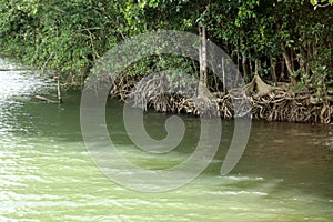 Mangrove forest thriving along the sea coast : (pix Sanjiv Shukla)