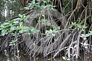 Mangrove forest thriving along the sea coast : (pix Sanjiv Shukla)