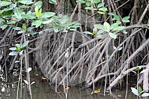 Mangrove forest thriving along the sea coast : (pix Sanjiv Shukla)